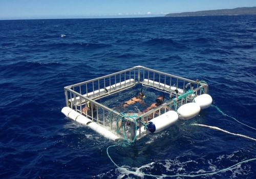 Experience The Excitement: Shark Tours On Oahu As A Must-do Vacation Activity